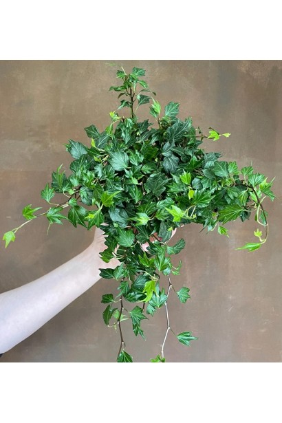 Контейнерна посадка плюща ’Сагіттіфолія’